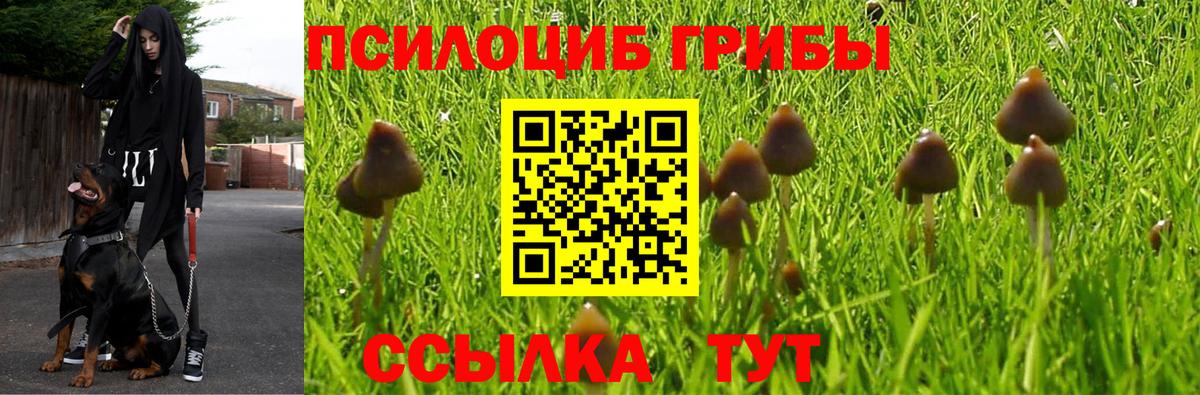 Галлюциногенные грибы Psilocybine cubensis Черняховск